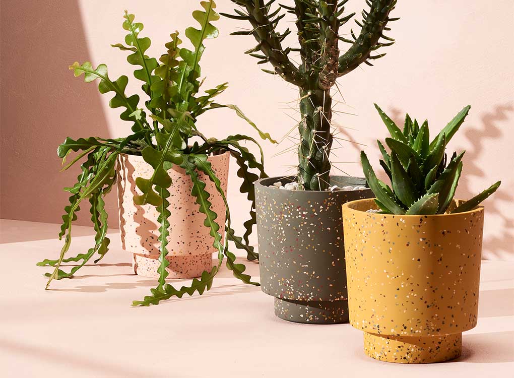 Capra Designs Banjo Planters - agave terrazzo  is made from resin. It comes with a tray. This great planter is designed so that it's signature plinth also forms the water tray. Worldwide shipping. Free UK shipping.