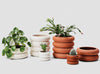 areaware stacking planter pictured with plants such as cacti and money plants